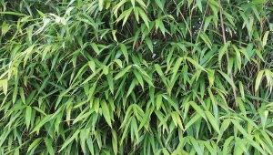 Wybierz bambusy do ogrodu lub na taras, a ich szum uspokoi cię i wyciszy.