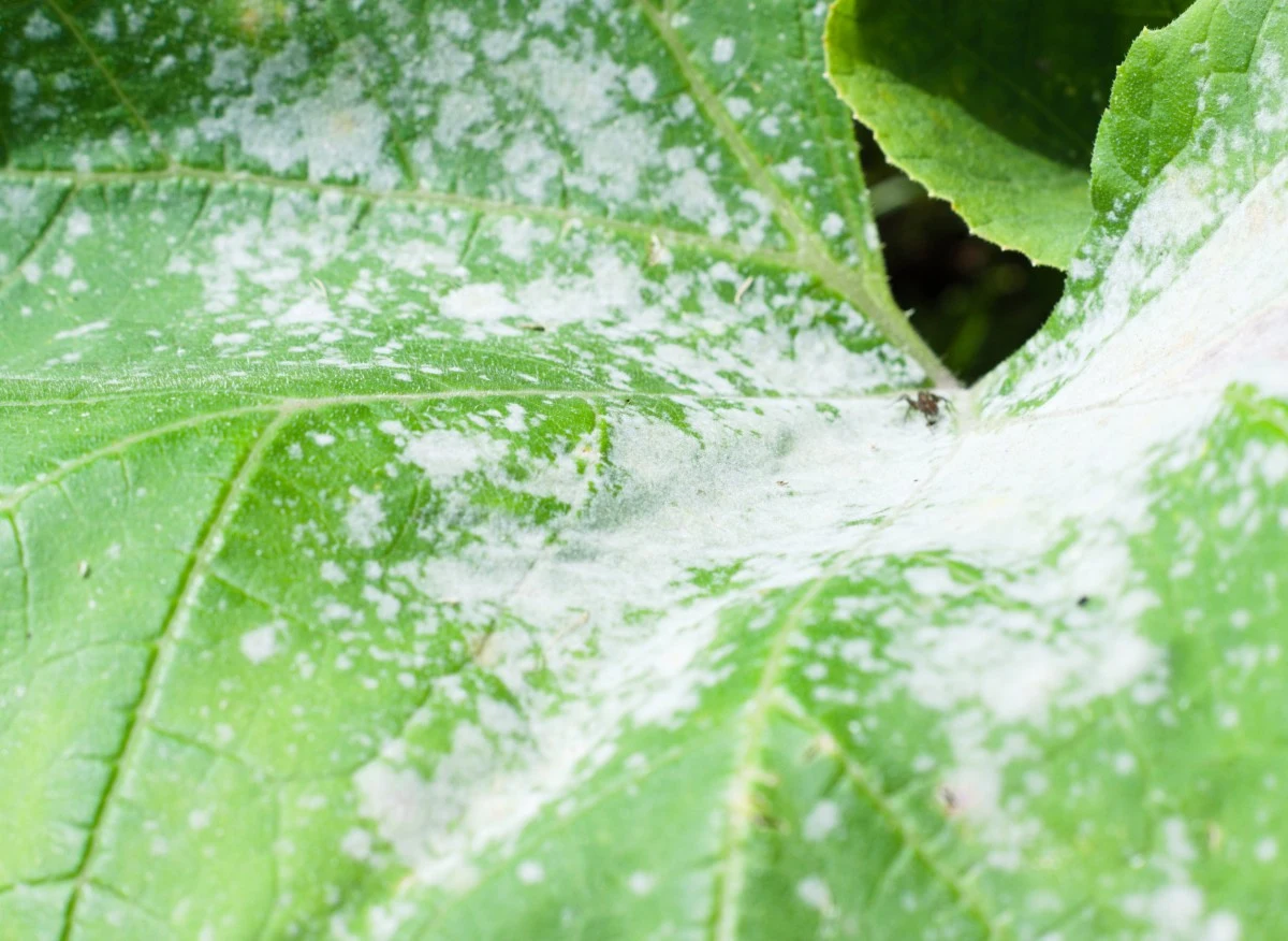 Z mączniakiem należy walczyć szybko