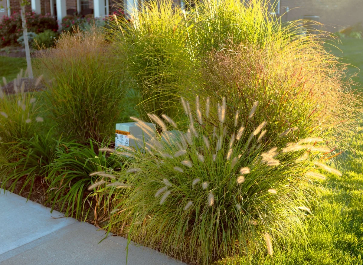 Rozplenica japońska