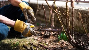 Przycinanie róż zawsze wykonuje się na wiosnę.