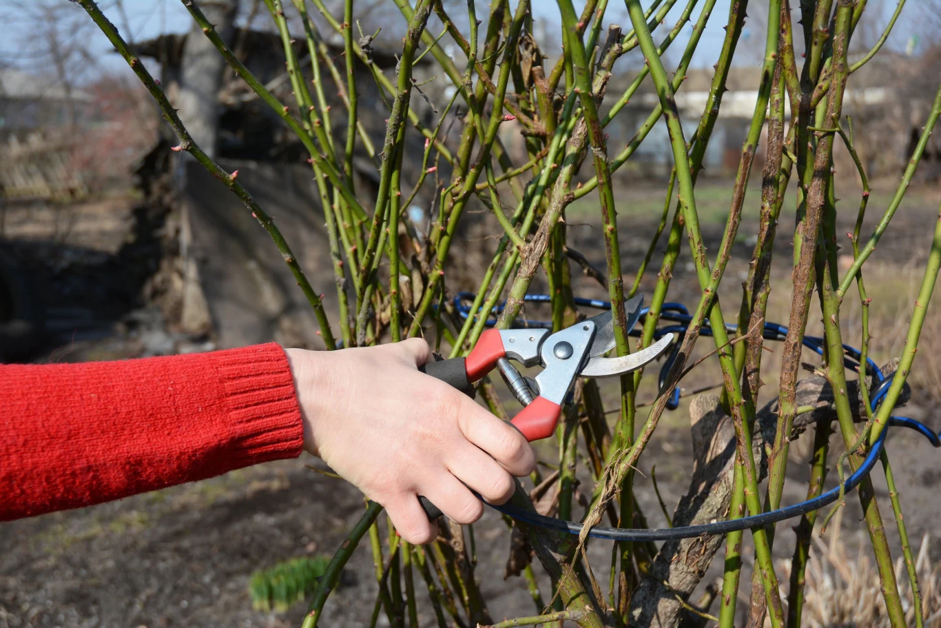 Przycinanie róż należy wykonać zanim jeszcze zdążą wypuścić nowe pędy