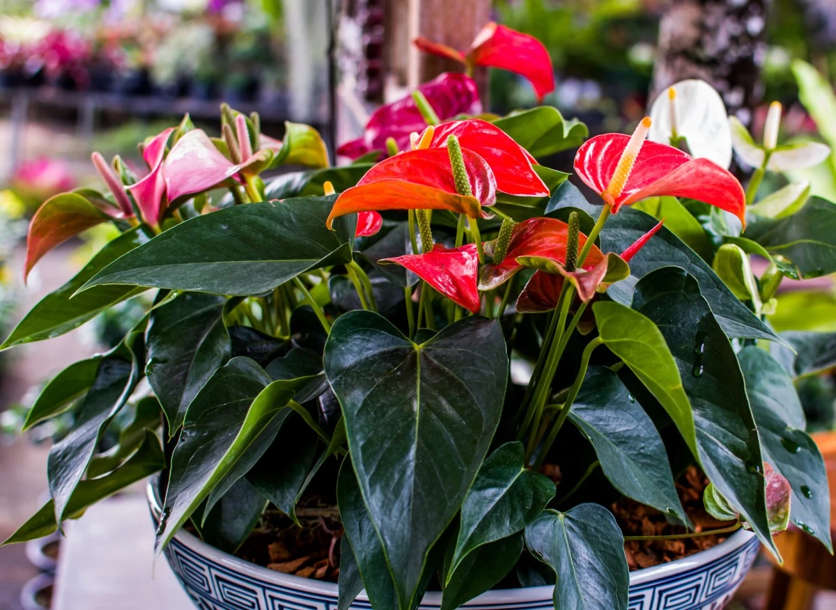 Kwiat anturium to tak naprawdę przebarwiony liść