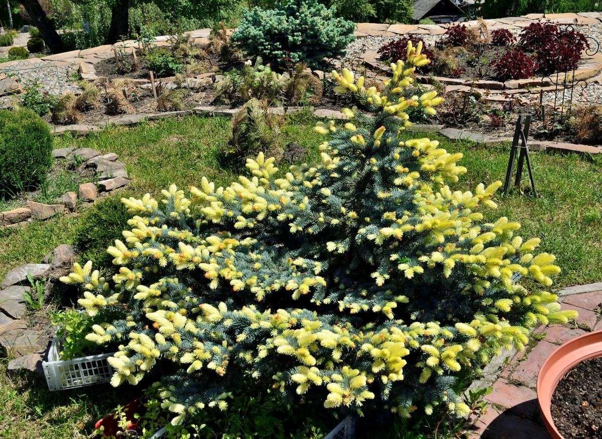 Świerk kłujący 'Maigold'