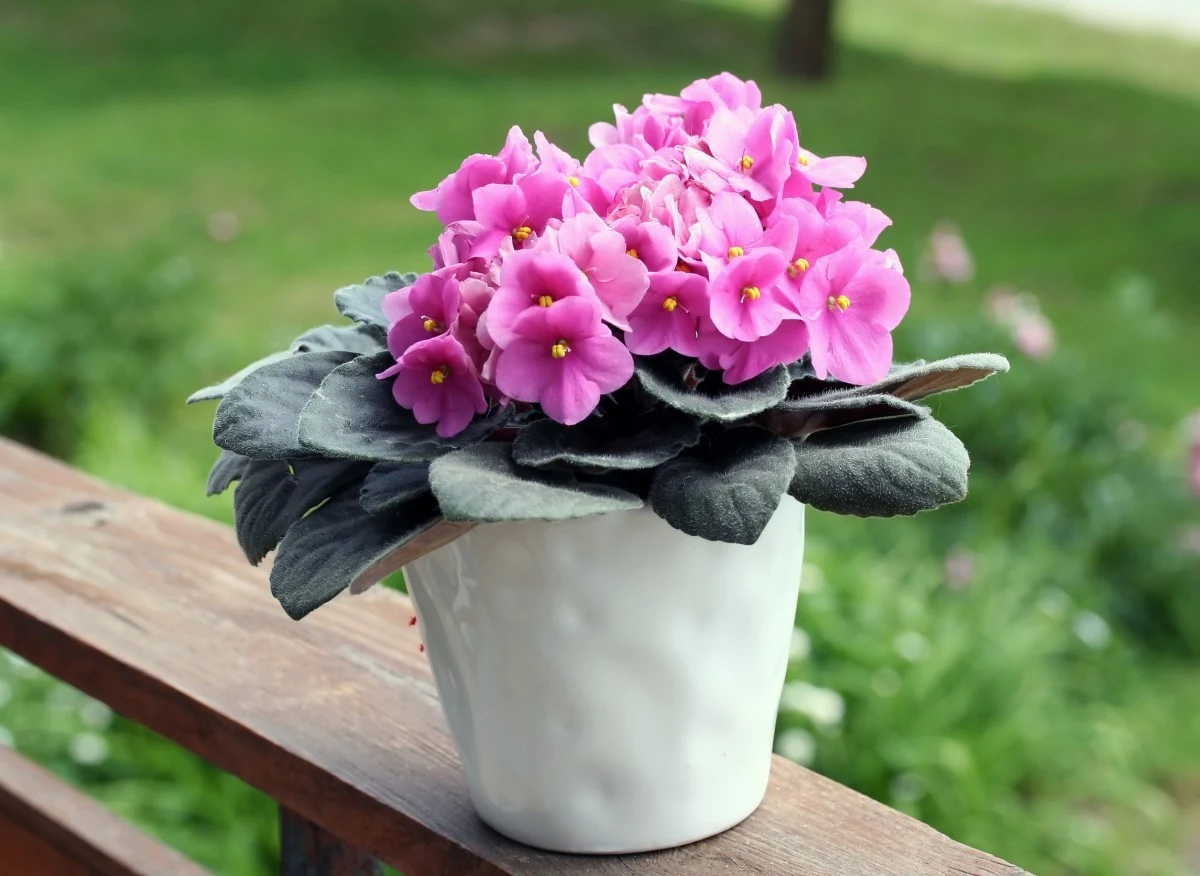 Fiołek afrykański kwitnie przez cały rok