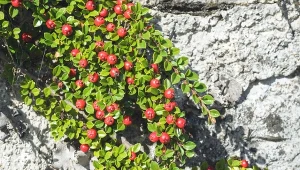 Uprawa irgi  nie jest skomplikowana, dzięki czemu nadaje się ona nawet dla początkujących ogrodników.