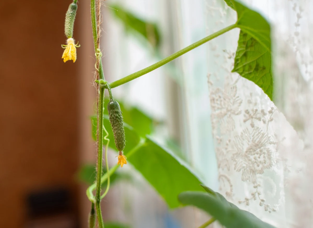Sadzenie i uprawa ogórka w doniczce