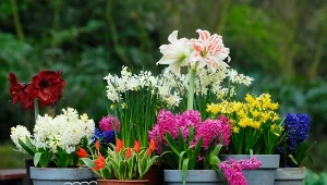 Wybierz te gatunki. Na pierwsze kwiaty możesz liczyć już w lutym