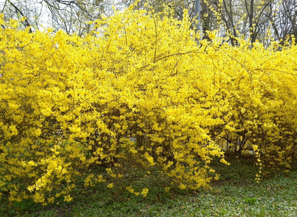 forsycja kwitnąca na żółto
