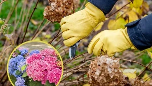 Regularnie przycinana hortensja, obficie pokryje się kwiatami.