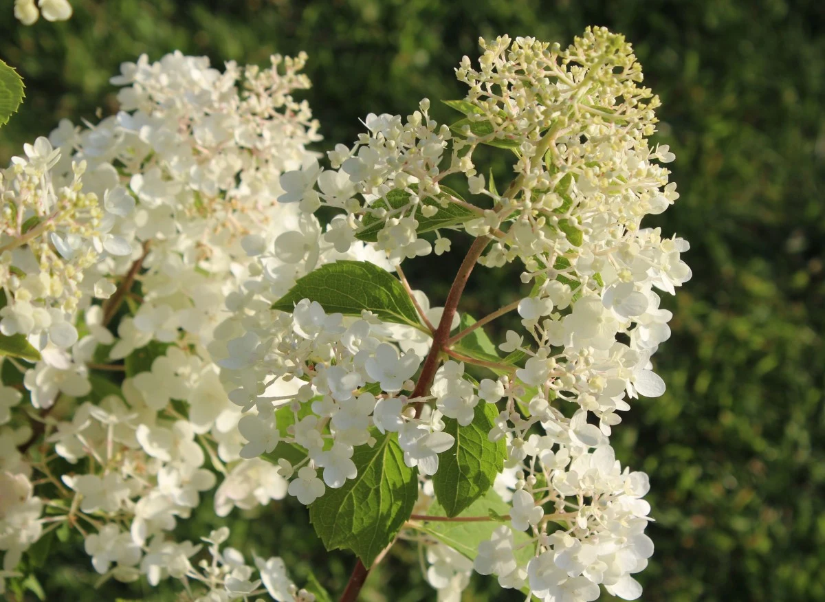 Hortensja Silver Dollar ma małe wymagania i jest odporna na choroby i szkodniki