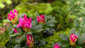 Rododendrony mają szczególne wymagania względem jakości gleby i sposobu sadzenia