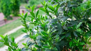 Wawrzyn kwitnie od marca do kwietnia