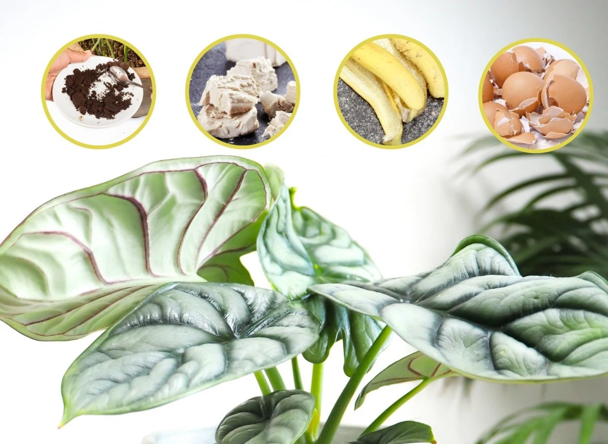 Domową odżywkę dla naszych roślin można wykonać także samodzielnie