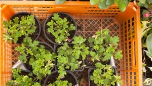 Wyjaśniamy, jak rozmnażać pelargonie z nasion