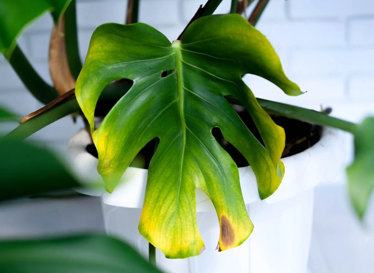 Żółte plamy na liscich monstery mogą być powodem żerowania wciornastków