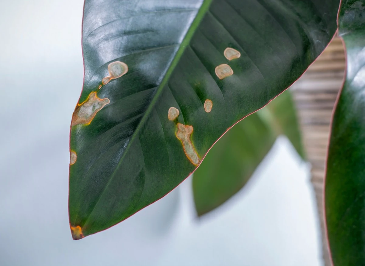 Uprawa roślin w domu nie zawsze jest łatwa