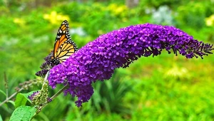 Budleja wyglądem i zapachem zwabia motyle.