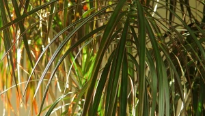 Dracena obrzeżona osiąga wysokość nawet do 2,5 metra.