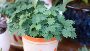 Mimozę wstydliwą można uprawiać zarówno w ogrodzie, jak i w domu, w doniczce