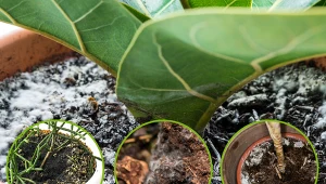 Pleśń w doniczce łatwo pomylić z osadem.