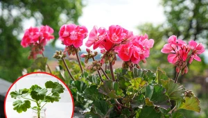 Rozmnażanie pelargonii ze szczepek nie jest wcale trudne.