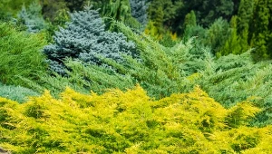 Jałowce to najliczniej występujące rośliny iglaste