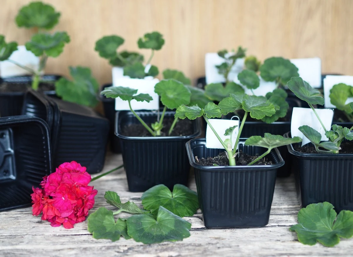 Połowa lutego to najlepszy czas na rozsadzanie pelargonii