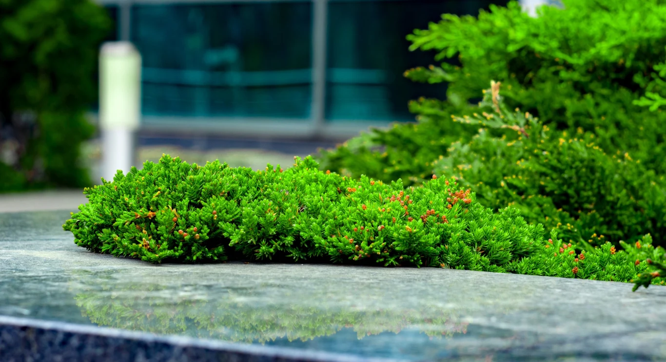 Jałowiec płożący