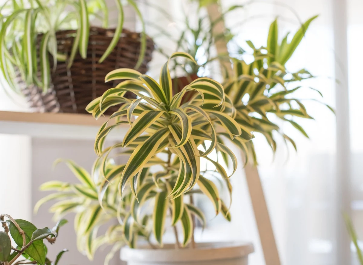 Zielistka to roślina, którą warto trzymać w łazience