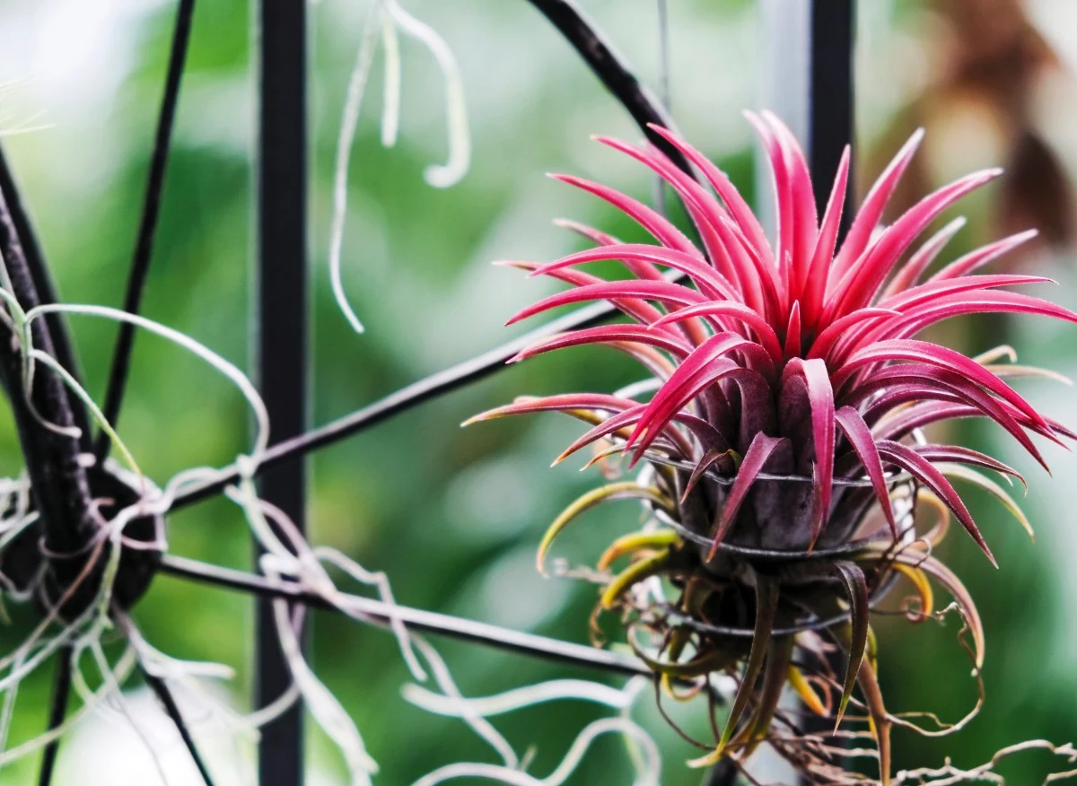 Oplątwa do uprawy niemal nie wymaga podłoża