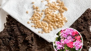 Ogrodnik radzi: Nasiona tych kwiatów wysiej już teraz