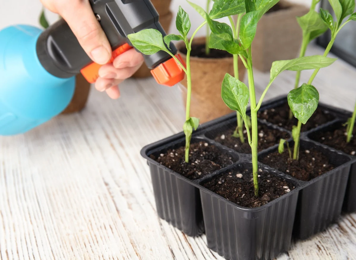 raszanie młodych siewek roślin