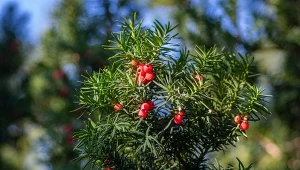 Cis pospolity to wspaniała roślina, która sprawi, że ogród nabierze eleganckiego charakteru