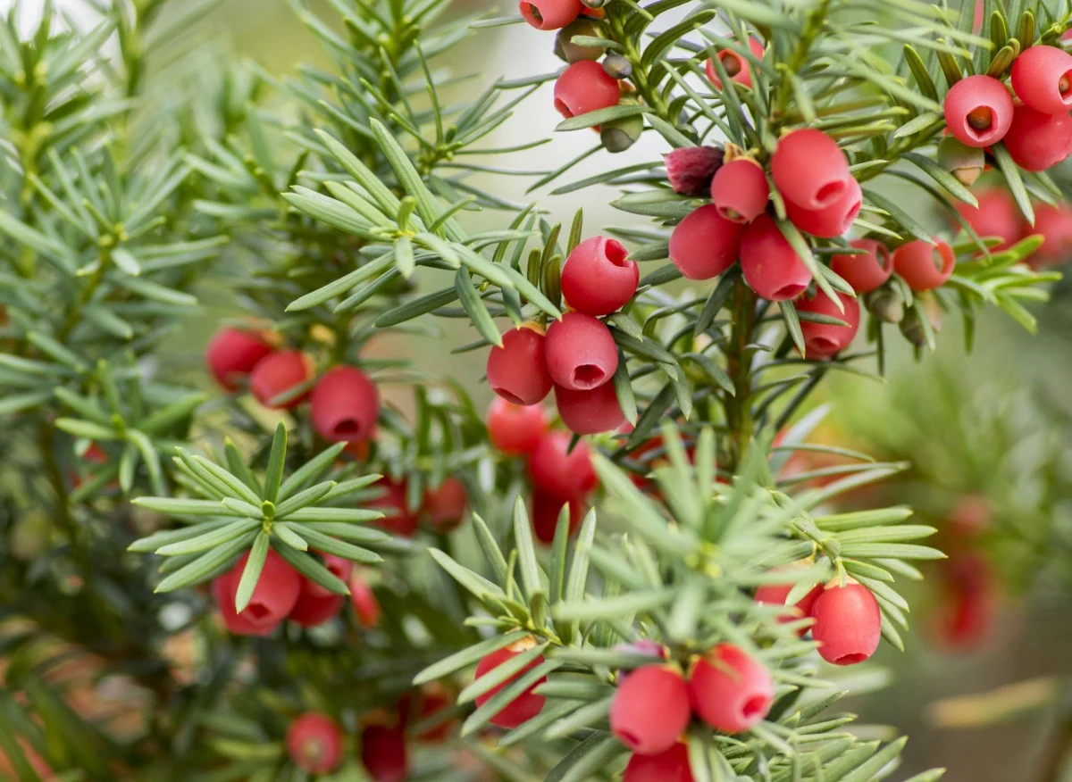 Cisy polecane są do małych ogrodów