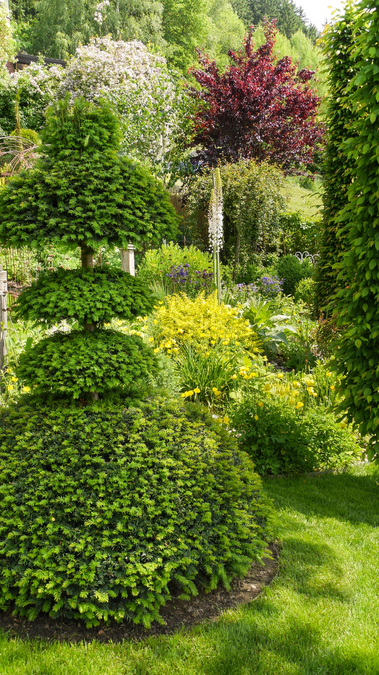 Przycinanie cisów to zabieg, który należy wykonywać regularnie