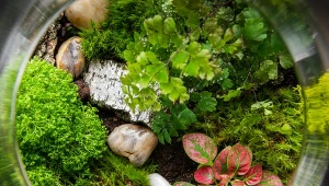 Oto 10 roślinnych idealnych do uprawie w szklanym słoju