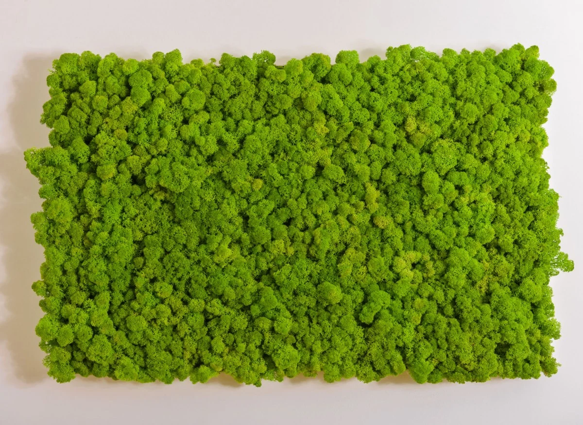 Chrobotek wyglądem przypomina mech, jednak w rzeczywistości jest porostem