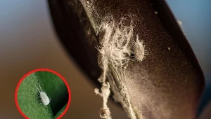 Domowe sposoby na wełnowce pomogą ci się z nimi uporać.