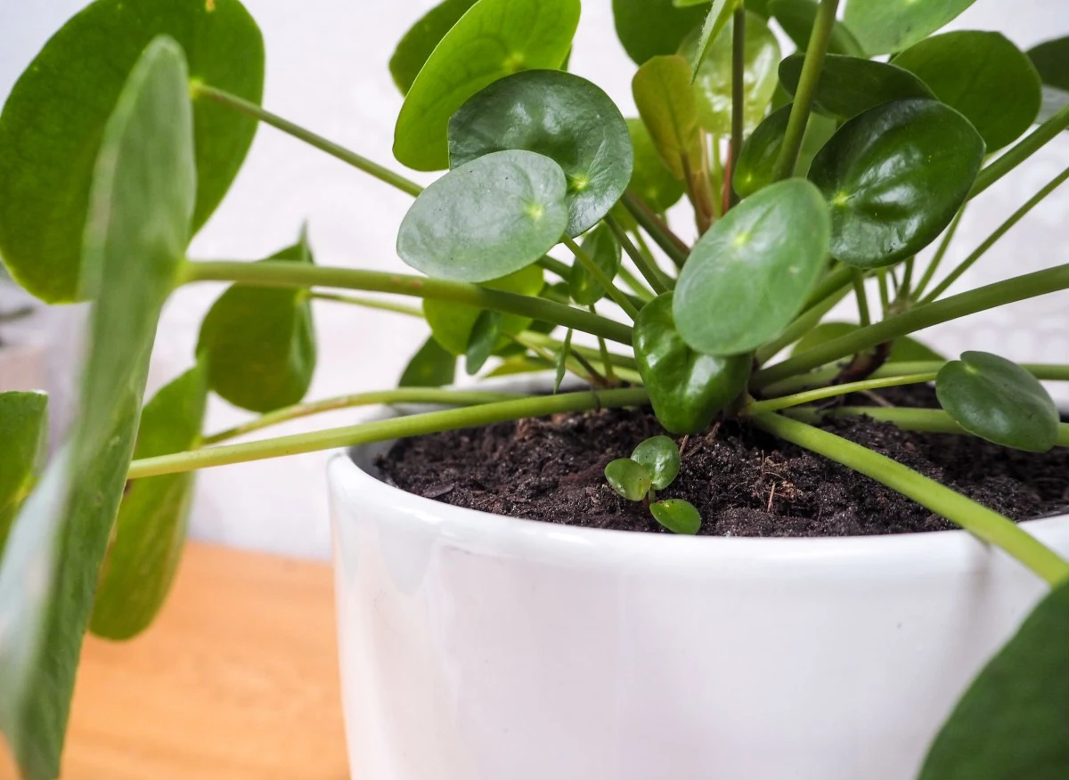 Z grubego pnia pileii wyrastają urocze, okrągłe liście