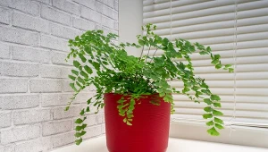 Co powoduje gubienie liści niekropienia?