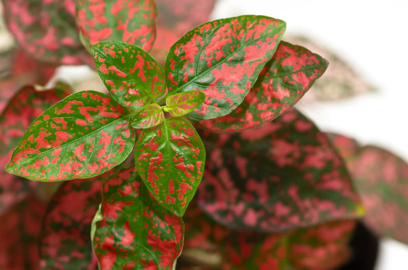 Niedośpian ma piękne, kolorowo nakrapiane liście