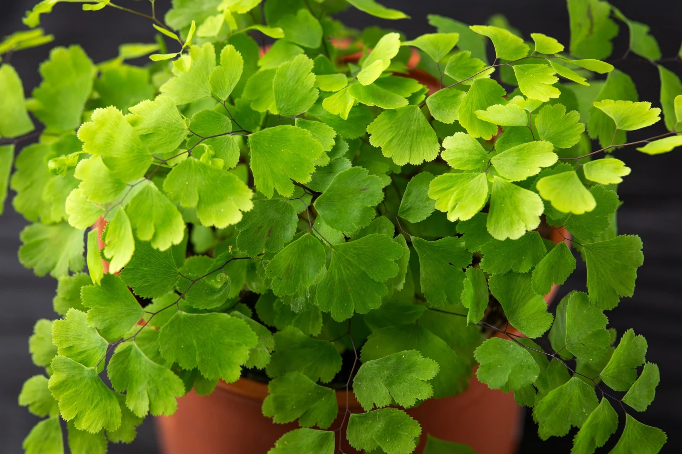 Niestety, uprawa i pielęgnacja niekropienia nie jest najłatwiejsza