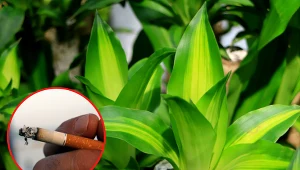 Dracena wonna poprawi jakośc powietrza w mieszkaniu