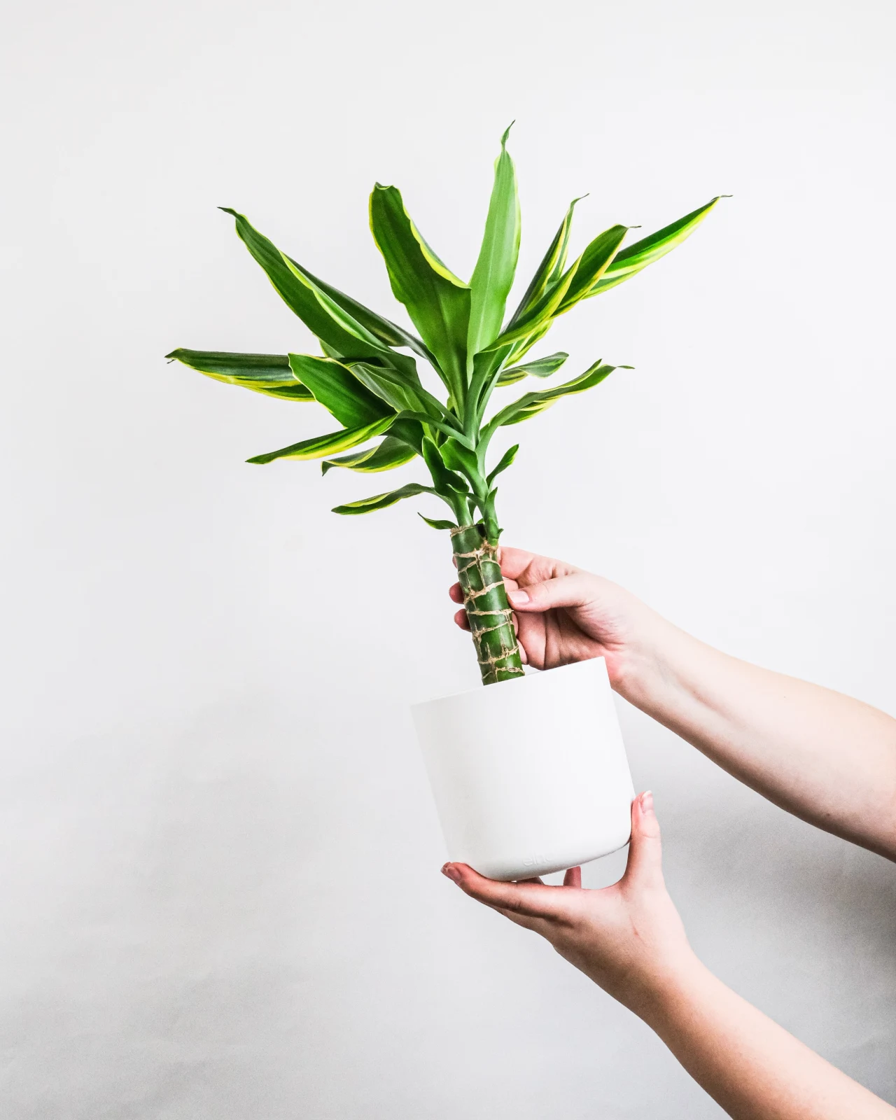 Dracena wonna preferuje przepuszczalną, próchniczą i żyzną glebę