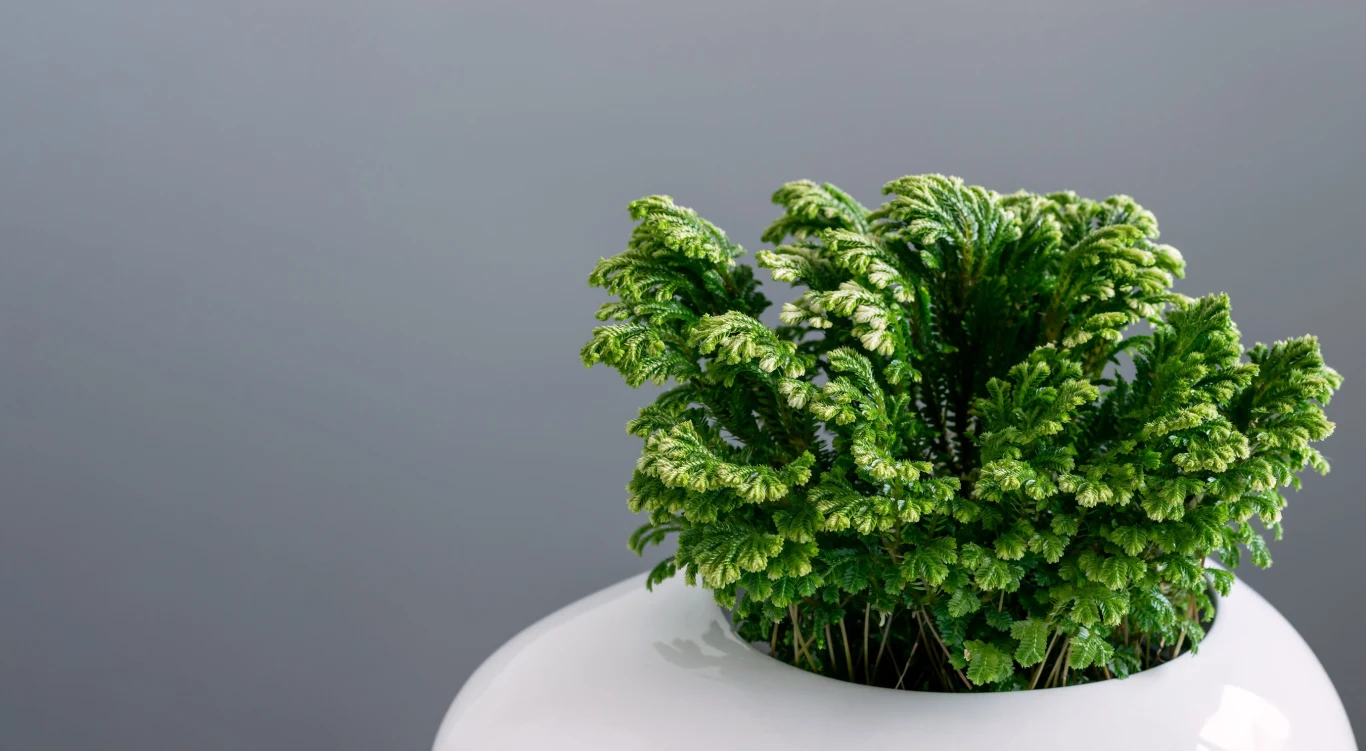 Widliczka rośnie powoli