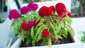 Kwiaty celozji określane są jako koguci grzebień.