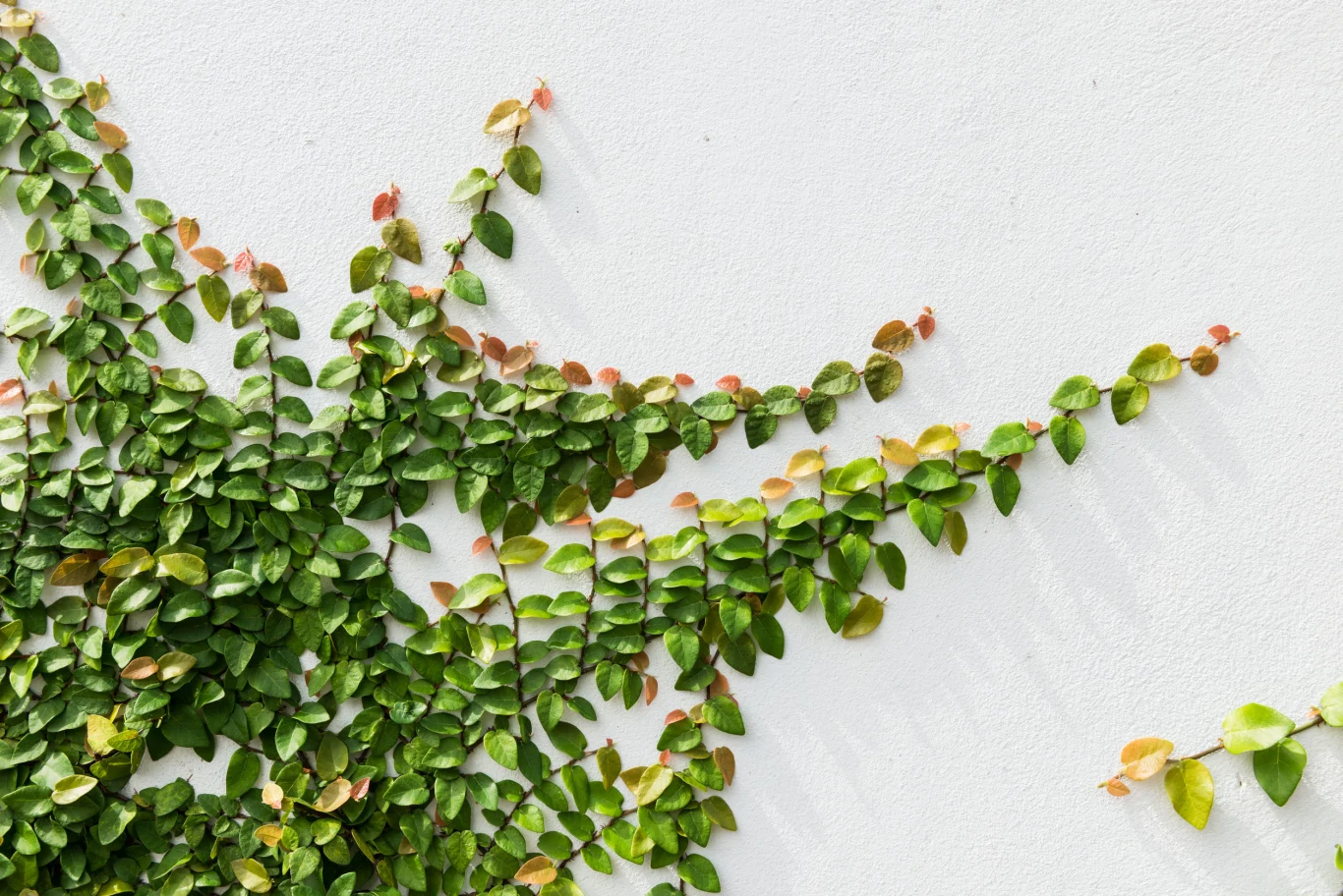 Fikus pnący lubi półcieniste stanowiska