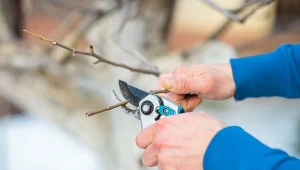 W lutym można rozpocząć przycinanie drzew i krzewów roślin ozdobnych