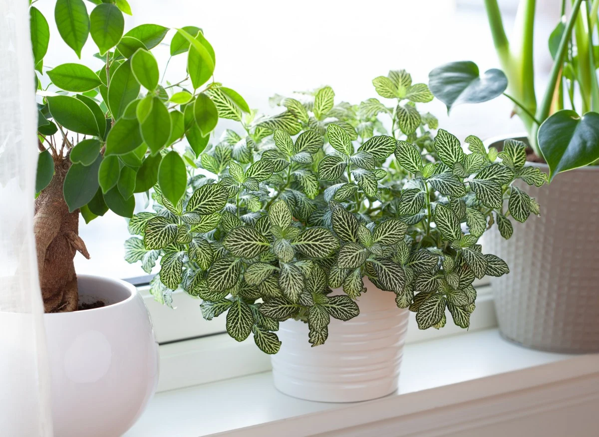 Fittonię należy regularnie podlewać i zraszać