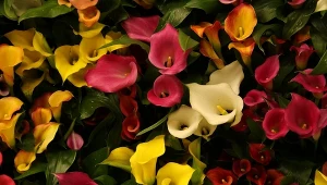 Cantedeskia występuje w różnych wariantach kolorystycznych.